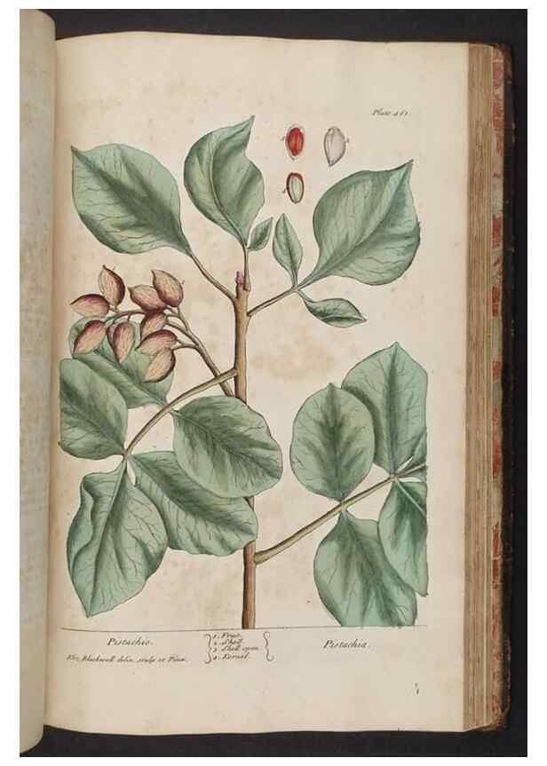 Reproducción/Reproduction 8362223736: A curious herbal. London : Printed for Samuel Harding, 1737-1739.