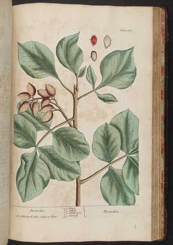 Reproducción/Reproduction 8362223736: A curious herbal. London : Printed for Samuel Harding, 1737-1739.
