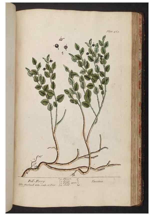 Reproducción/Reproduction 8361163321: A curious herbal. London : Printed for Samuel Harding, 1737-1739.