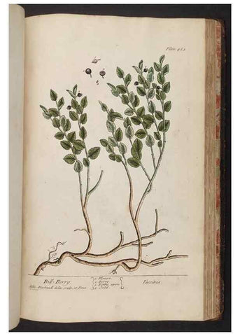 Reproducción/Reproduction 8361163321: A curious herbal. London : Printed for Samuel Harding, 1737-1739.