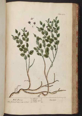 Reproducción/Reproduction 8361163321: A curious herbal. London : Printed for Samuel Harding, 1737-1739.