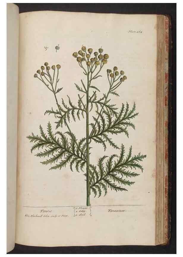 Reproducción/Reproduction 8362224738: A curious herbal. London : Printed for Samuel Harding, 1737-1739.