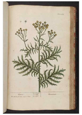 Reproducción/Reproduction 8362224738: A curious herbal. London : Printed for Samuel Harding, 1737-1739.