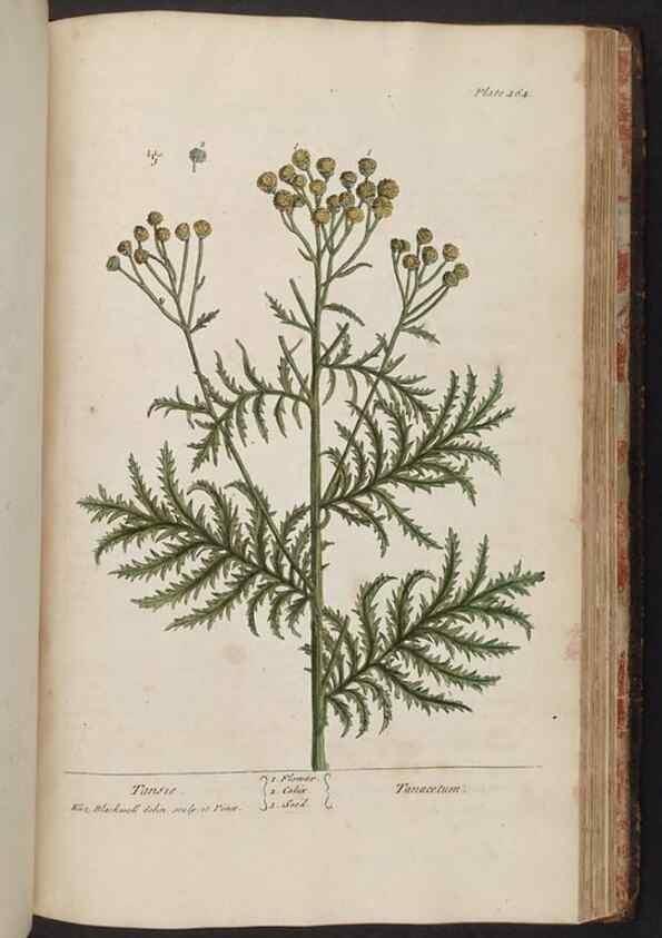 Reproducción/Reproduction 8362224738: A curious herbal. London : Printed for Samuel Harding, 1737-1739.
