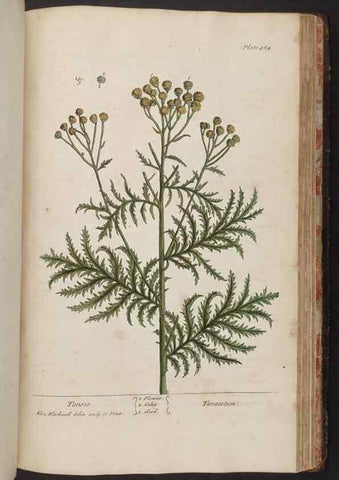 Reproducción/Reproduction 8362224738: A curious herbal. London : Printed for Samuel Harding, 1737-1739.