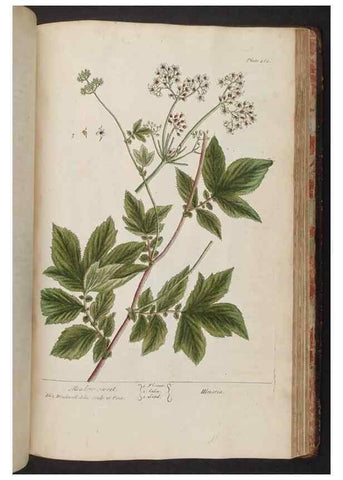 Reproducción/Reproduction 8362225014: A curious herbal. London : Printed for Samuel Harding, 1737-1739.