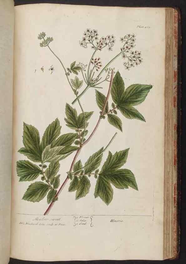 Reproducción/Reproduction 8362225014: A curious herbal. London : Printed for Samuel Harding, 1737-1739.