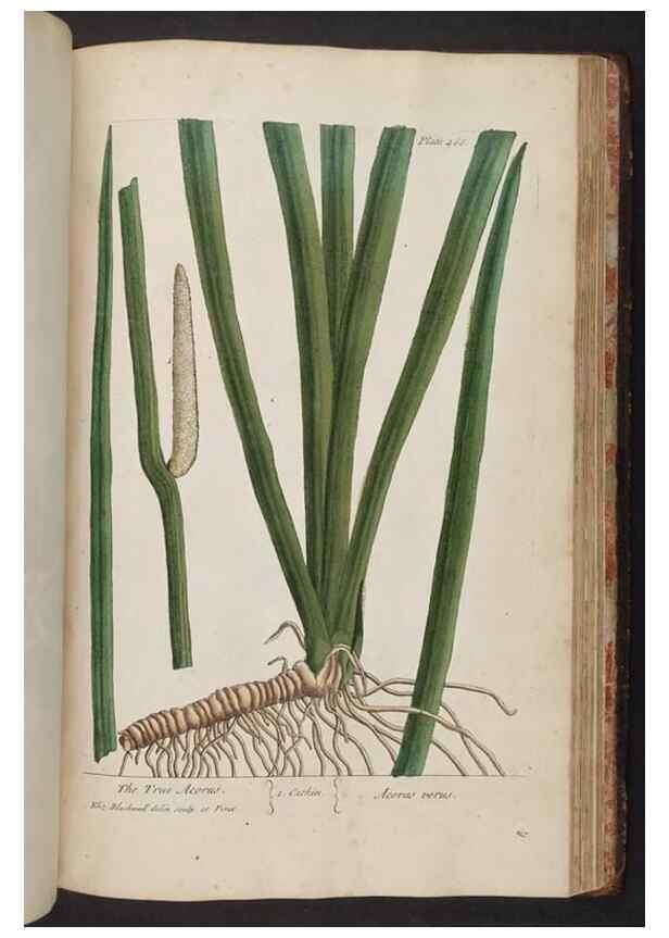 Reproducción/Reproduction 8361164415: A curious herbal. London : Printed for Samuel Harding, 1737-1739.