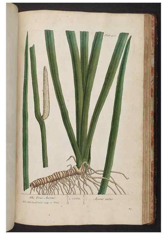 Reproducción/Reproduction 8361164415: A curious herbal. London : Printed for Samuel Harding, 1737-1739.