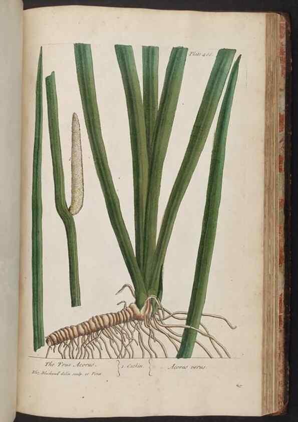 Reproducción/Reproduction 8361164415: A curious herbal. London : Printed for Samuel Harding, 1737-1739.