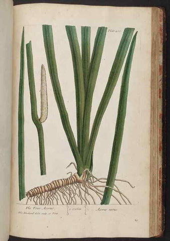 Reproducción/Reproduction 8361164415: A curious herbal. London : Printed for Samuel Harding, 1737-1739.