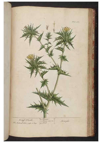 Reproducción/Reproduction 8361165097: A curious herbal. London : Printed for Samuel Harding, 1737-1739.