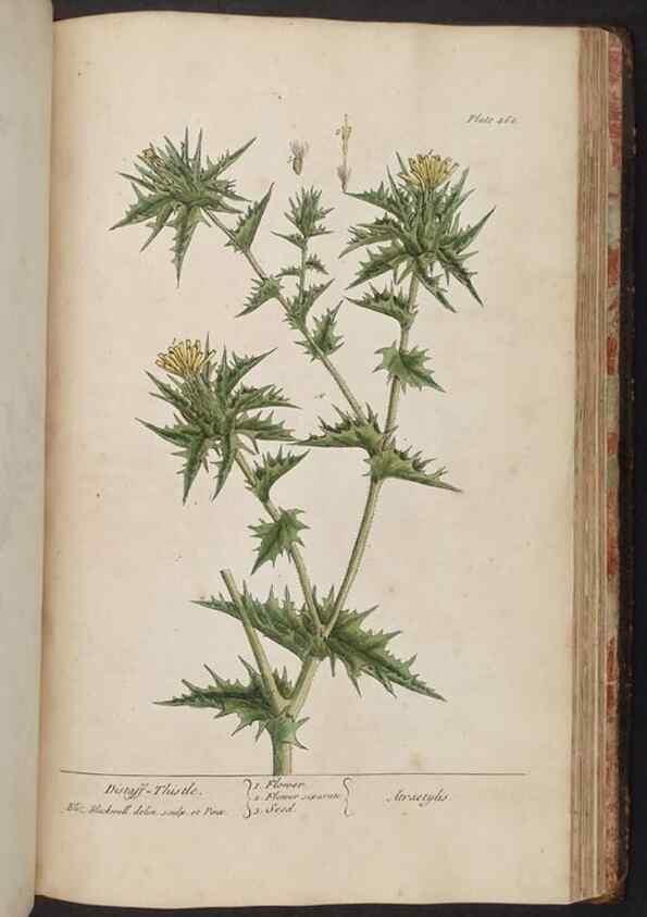 Reproducción/Reproduction 8361165097: A curious herbal. London : Printed for Samuel Harding, 1737-1739.