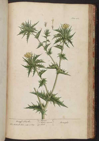 Reproducción/Reproduction 8361165097: A curious herbal. London : Printed for Samuel Harding, 1737-1739.