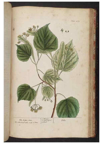 Reproducción/Reproduction 8361165347: A curious herbal. London : Printed for Samuel Harding, 1737-1739.