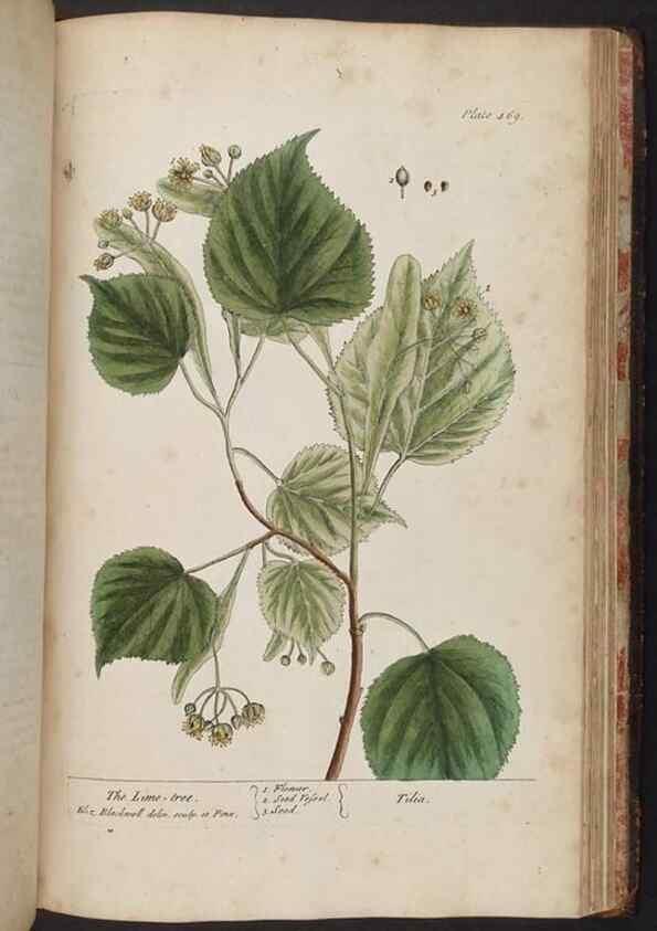 Reproducción/Reproduction 8361165347: A curious herbal. London : Printed for Samuel Harding, 1737-1739.