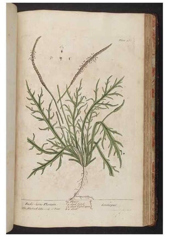 Reproducción/Reproduction 8362223472: A curious herbal. London : Printed for Samuel Harding, 1737-1739.