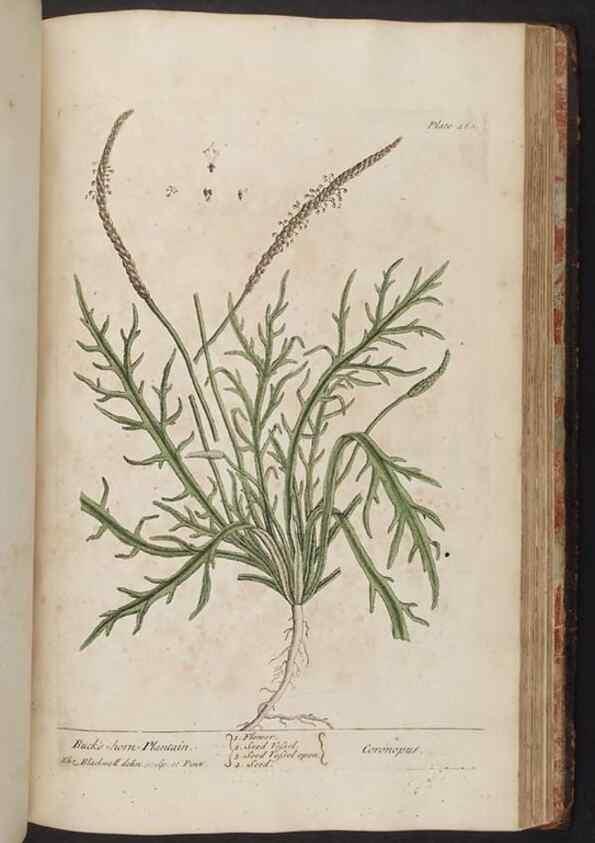 Reproducción/Reproduction 8362223472: A curious herbal. London : Printed for Samuel Harding, 1737-1739.