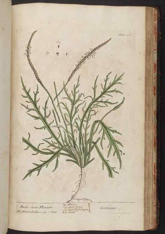 Reproducción/Reproduction 8362223472: A curious herbal. London : Printed for Samuel Harding, 1737-1739.