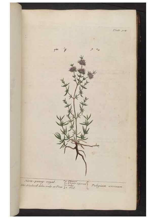 Reproducción/Reproduction 8361118781: A curious herbal. London : Printed for Samuel Harding, 1737-1739.