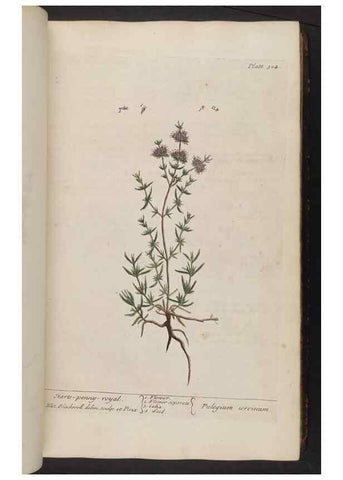 Reproducción/Reproduction 8361118781: A curious herbal. London : Printed for Samuel Harding, 1737-1739.