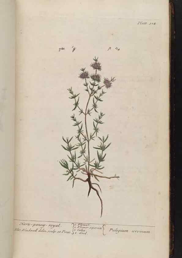 Reproducción/Reproduction 8361118781: A curious herbal. London : Printed for Samuel Harding, 1737-1739.