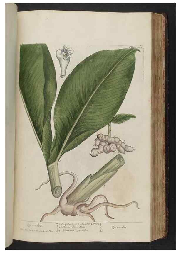 Reproducción/Reproduction 8361143969: A curious herbal. London : Printed for Samuel Harding, 1737-1739.