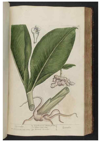 Reproducción/Reproduction 8361143969: A curious herbal. London : Printed for Samuel Harding, 1737-1739.