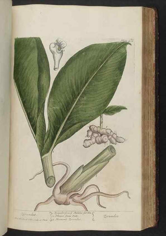 Reproducción/Reproduction 8361143969: A curious herbal. London : Printed for Samuel Harding, 1737-1739.