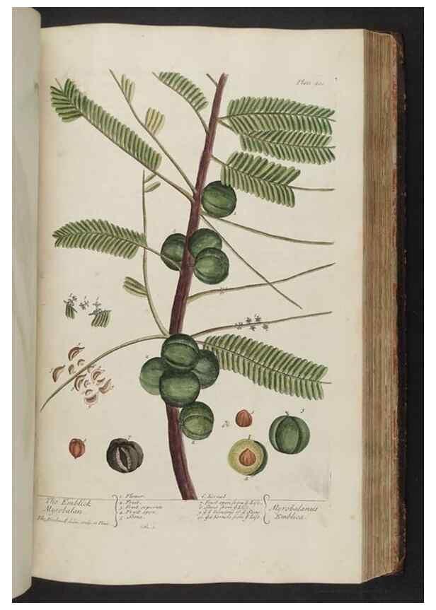 Reproducción/Reproduction 8362204778: A curious herbal. London : Printed for Samuel Harding, 1737-1739.