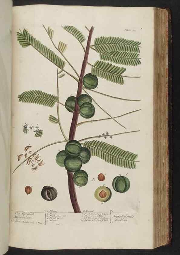 Reproducción/Reproduction 8362204778: A curious herbal. London : Printed for Samuel Harding, 1737-1739.
