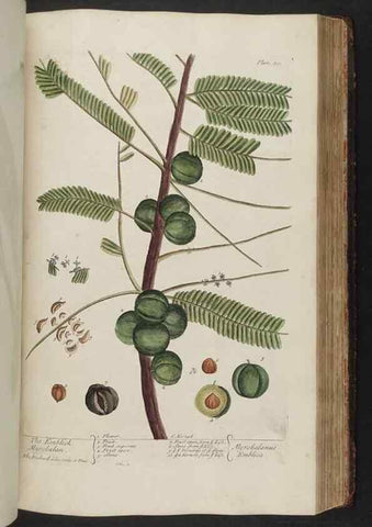 Reproducción/Reproduction 8362204778: A curious herbal. London : Printed for Samuel Harding, 1737-1739.