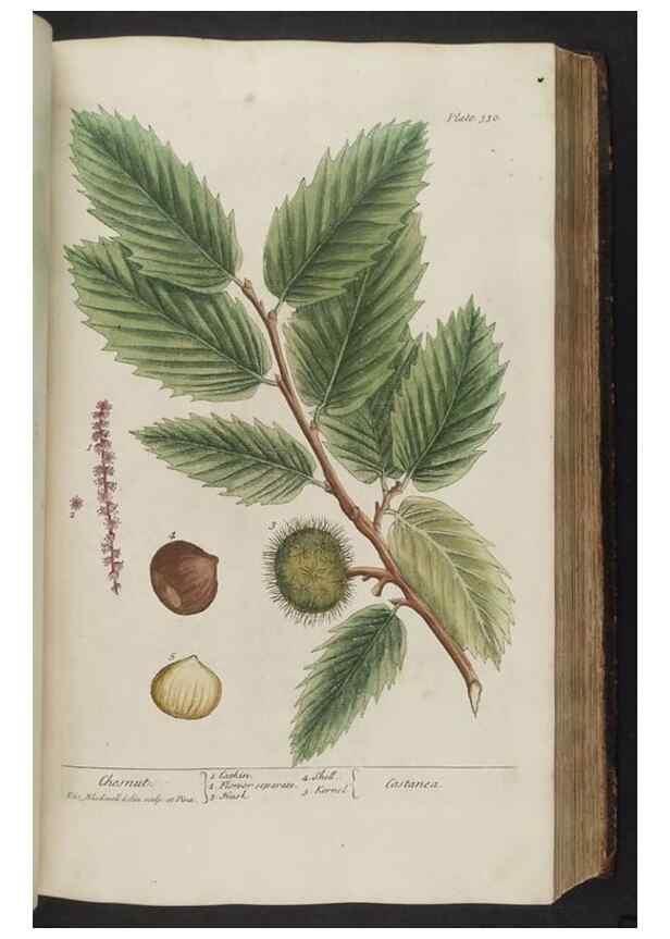 Reproducción/Reproduction 8361125179: A curious herbal. London : Printed for Samuel Harding, 1737-1739.