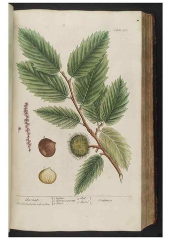 Reproducción/Reproduction 8361125179: A curious herbal. London : Printed for Samuel Harding, 1737-1739.