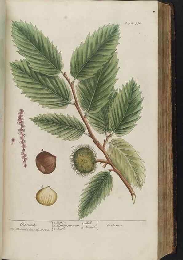 Reproducción/Reproduction 8361125179: A curious herbal. London : Printed for Samuel Harding, 1737-1739.