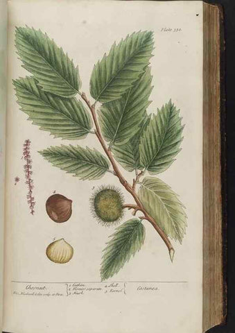 Reproducción/Reproduction 8361125179: A curious herbal. London : Printed for Samuel Harding, 1737-1739.