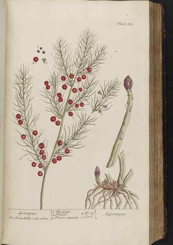 Reproducción/Reproduction 8362187022: A curious herbal. London : Printed for Samuel Harding, 1737-1739.