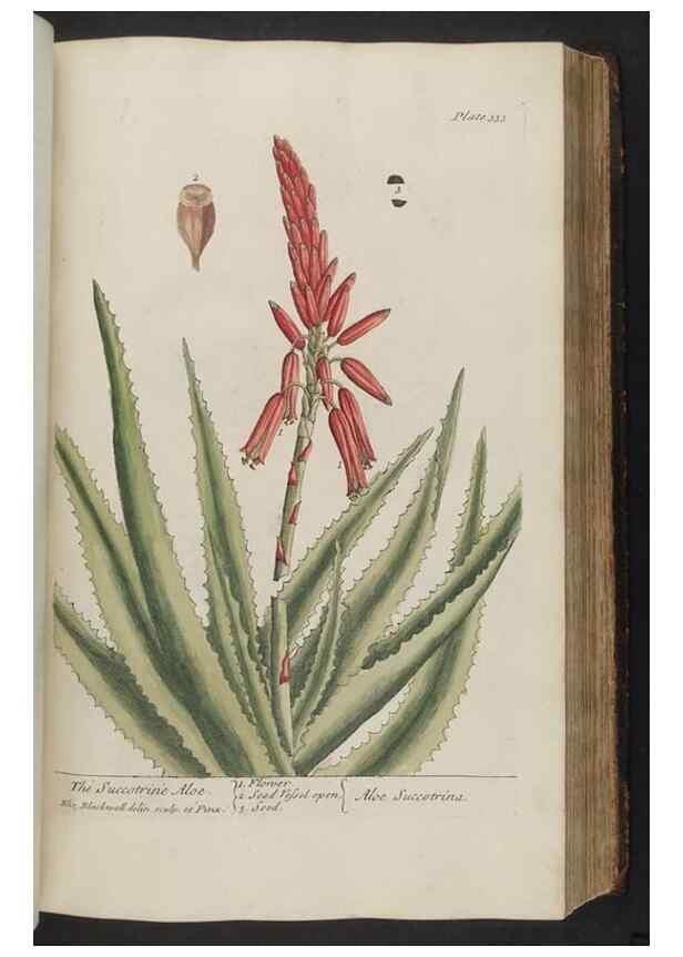 Reproducción/Reproduction 8362187188: A curious herbal. London : Printed for Samuel Harding, 1737-1739.