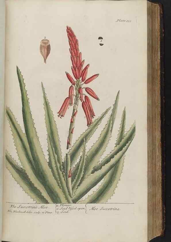 Reproducción/Reproduction 8362187188: A curious herbal. London : Printed for Samuel Harding, 1737-1739.