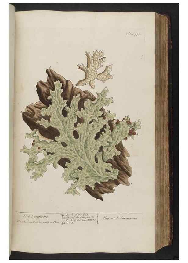 Reproducción/Reproduction 8361126247: A curious herbal. London : Printed for Samuel Harding, 1737-1739.