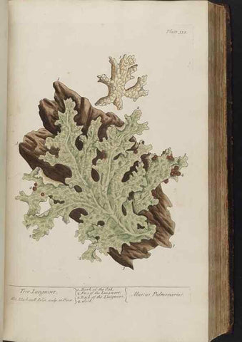 Reproducción/Reproduction 8361126247: A curious herbal. London : Printed for Samuel Harding, 1737-1739.