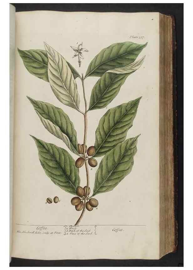 Reproducción/Reproduction 8361126899: A curious herbal. London : Printed for Samuel Harding, 1737-1739.