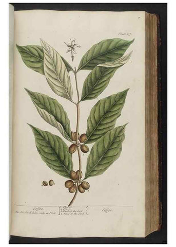 Reproducción/Reproduction 8361126899: A curious herbal. London : Printed for Samuel Harding, 1737-1739.