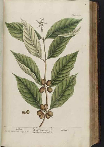 Reproducción/Reproduction 8361126899: A curious herbal. London : Printed for Samuel Harding, 1737-1739.
