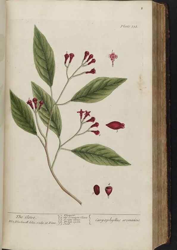 Reproducción/Reproduction 8362188646: A curious herbal. London : Printed for Samuel Harding, 1737-1739.