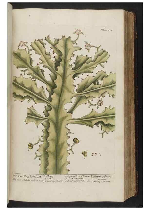 Reproducción/Reproduction 8362188912: A curious herbal. London : Printed for Samuel Harding, 1737-1739.