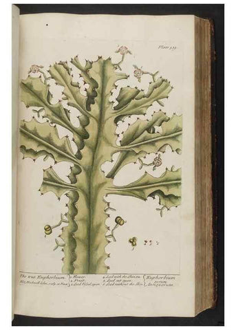 Reproducción/Reproduction 8362188912: A curious herbal. London : Printed for Samuel Harding, 1737-1739.