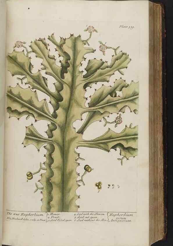 Reproducción/Reproduction 8362188912: A curious herbal. London : Printed for Samuel Harding, 1737-1739.