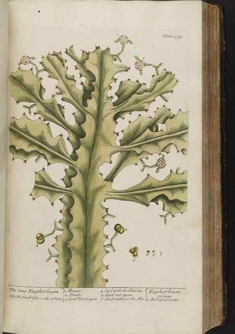 Reproducción/Reproduction 8362188912: A curious herbal. London : Printed for Samuel Harding, 1737-1739.