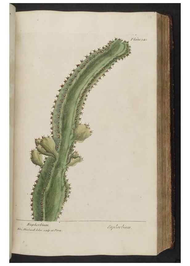 Reproducción/Reproduction 8362189112: A curious herbal. London : Printed for Samuel Harding, 1737-1739.